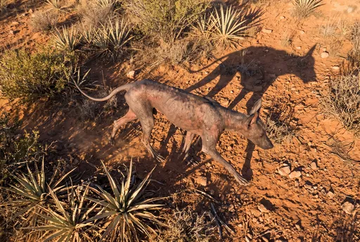 Hairless Chupacabra Walking in Red Desert