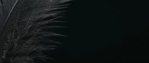 Macro Black Feather on Dark Background