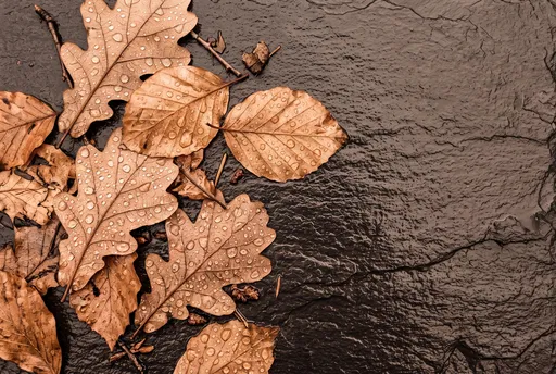 Wet Autumn Leaves on Dark Slate