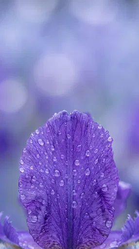 Dew Covered Purple Iris Petal Macro