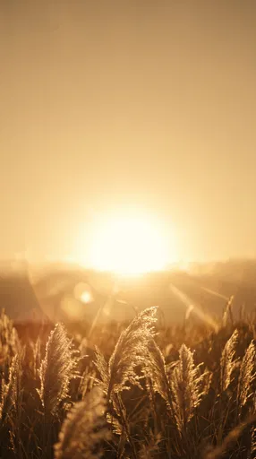 Golden Sunlight Over Pampas Grass Field