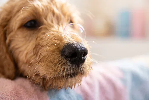 Goldendoodle Puppy Snout With Soap Bubble