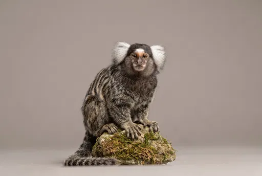 Common Marmoset Studio Portrait on Mossy Rock