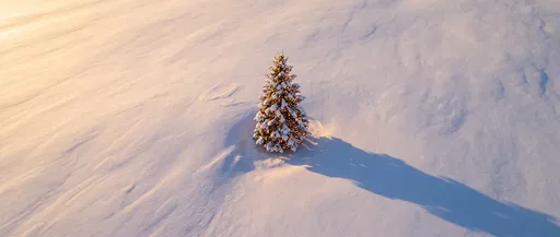 Lit Pine Tree in Snowy Field