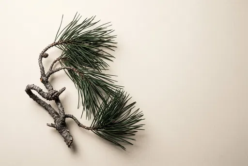 Minimalist Pine Twig on Cream Backdrop