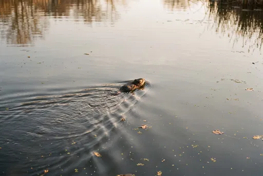 Muskrat Swimming in Calm Pond