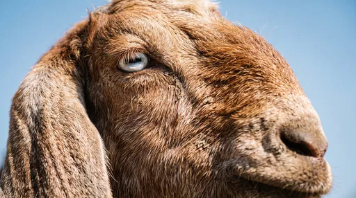 Close-Up Portrait of Brown Damascus Goat
