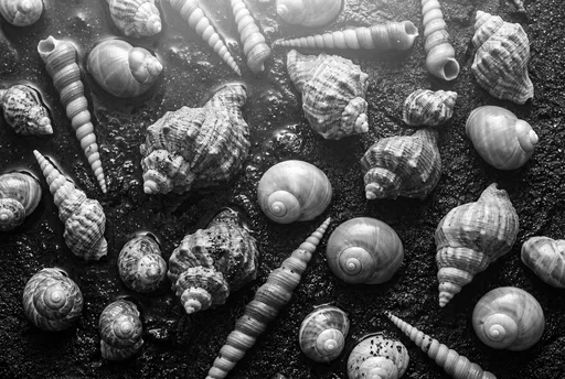 Monochrome Marine Snail Shells on Wet Sand
