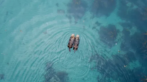 Aerial View of Two Floating Sea Otters