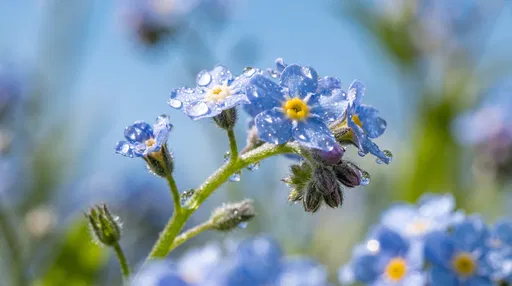 Blue Forget-Me-Not Blossoms With Morning Dewdrops