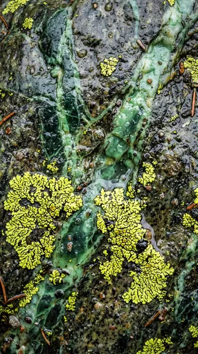 Wet Serpentine Rock With Chartreuse Lichen