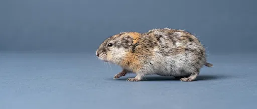 Collared Lemming Walking on Blue Background