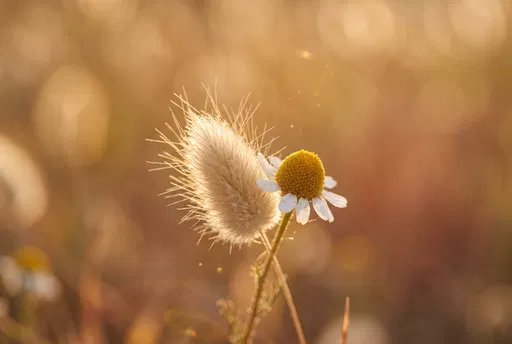 Golden Hour Chamomile and Bunny-Tail Grass