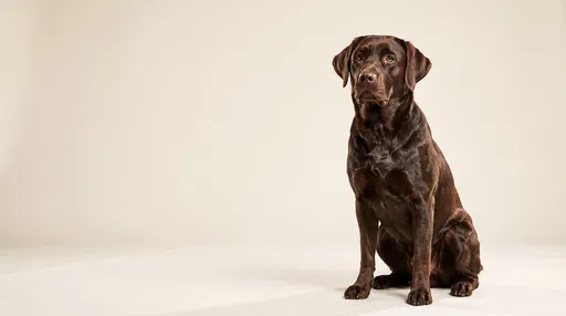Chocolate Labrador Sitting on Cream Backdrop