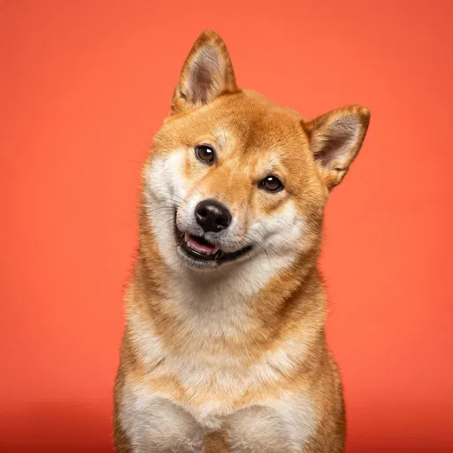 Studio Portrait of Happy Red Shiba Inu