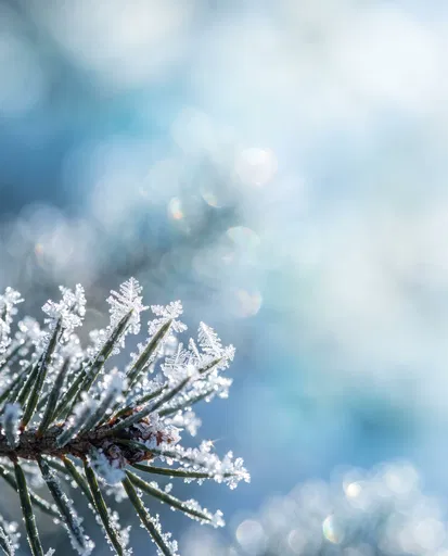 Frosted Pine Branch Macro Background