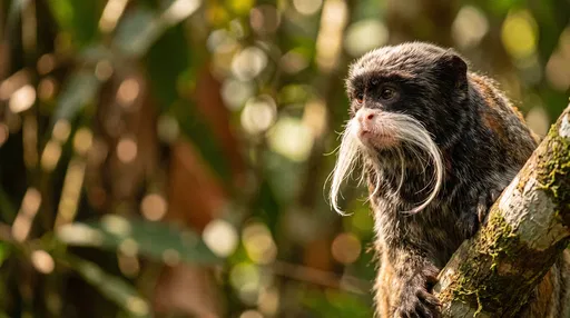 Emperor Tamarin Monkey on Sunlit Branch