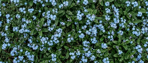 Overhead Blue Myosotis Flower Carpet
