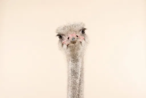 Curious Ostrich Portrait on Cream Background
