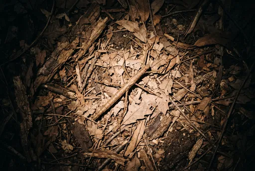 Camouflaged Stick Insect on Forest Floor