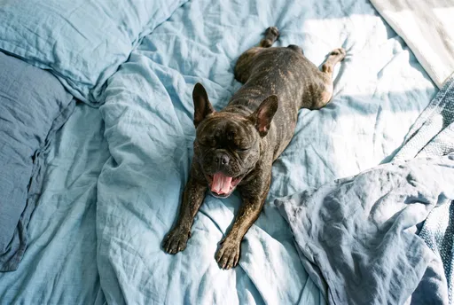 Sleepy French Bulldog Yawning on Bed