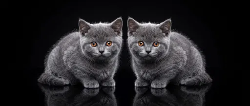 Twin British Shorthair Kittens on Black