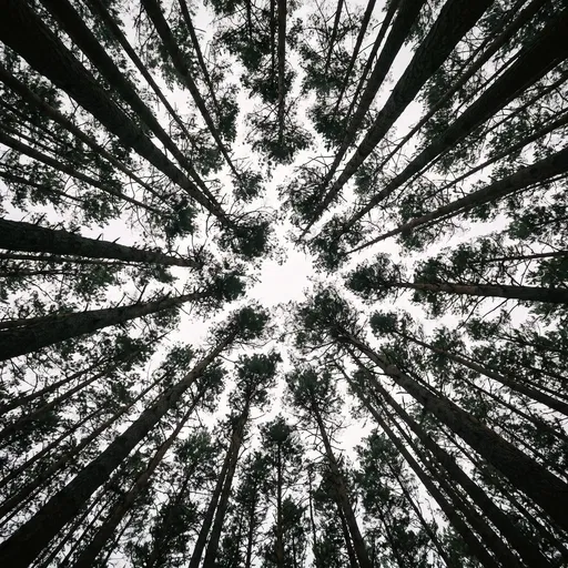 Low Angle View of Pine Forest Canopy