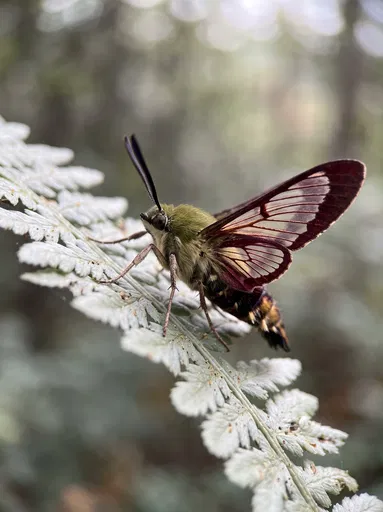 Clearwing Moth on Pale Fern