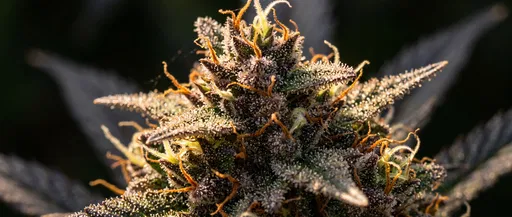 Macro Close-Up of Purple Cannabis Bud