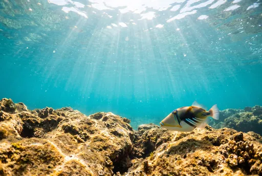 Reef Triggerfish Swimming in Sunlit Turquoise Water