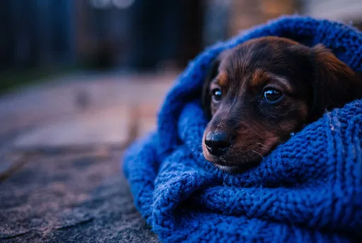 Dachshund Puppy Wrapped in Blue Blanket