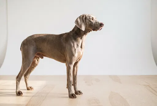 Weimaraner Dog Standing in Studio Profile