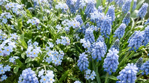 Blue Forget-Me-Nots and Muscari in Sunlight