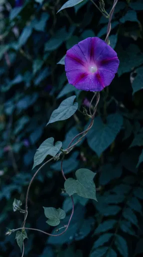 Purple Morning Glory on Dark Vine