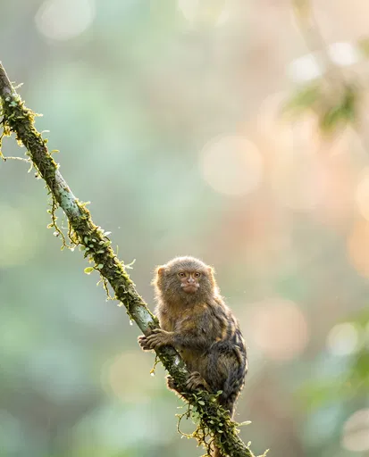 Pygmy Marmoset on Mossy Vine