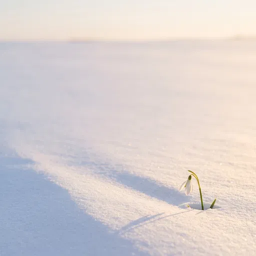 Single Snowdrop Flower in Golden Hour Snow