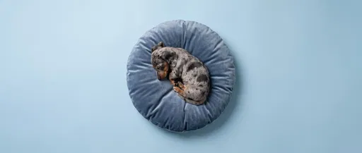 Sleeping Dapple Dachshund Puppy on Blue Cushion