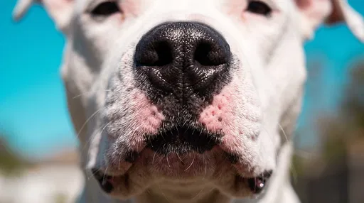 Macro Close-Up of Dogo Argentino Nose