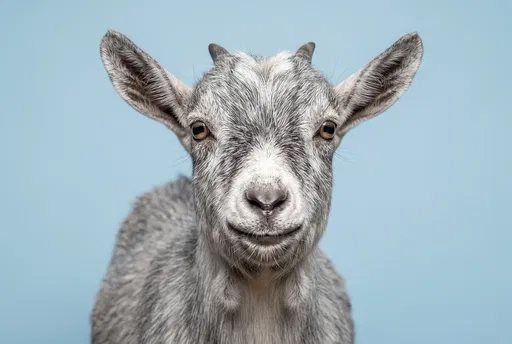 Friendly Pygmy Goat Studio Portrait