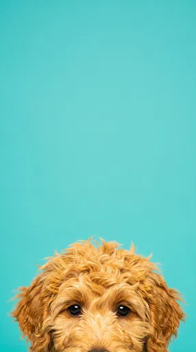Golden Labradoodle Peeking on Turquoise Background