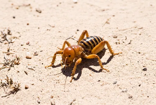 Jerusalem Cricket on Sunny Desert Sand