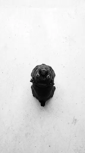Black Pug Looking Up Top View