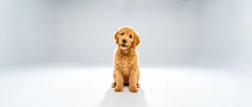 Golden Labradoodle Puppy on White Background