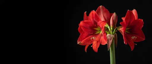Scarlet Amaryllis Blooms on Black Background