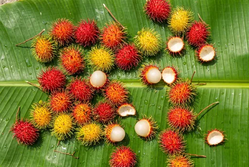 Fresh Red and Yellow Rambutans on Leaf