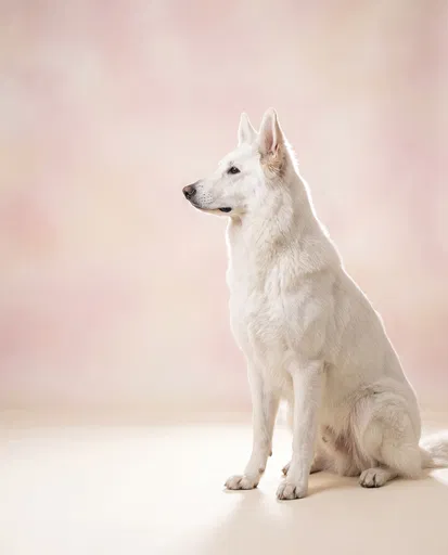 White German Shepherd Studio Portrait