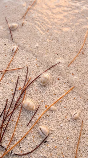 Cowrie Shells and Needles on Beach Sand
