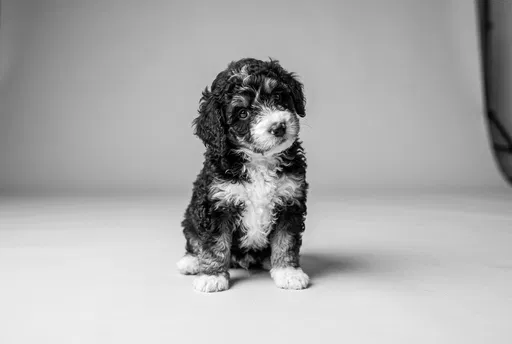 Monochrome Studio Portrait of Bernedoodle Puppy