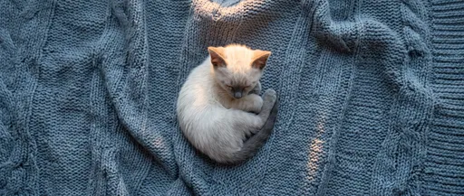 Sleeping Siamese Kitten on Knitted Blanket