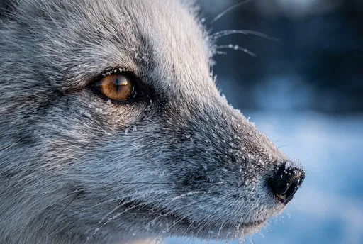 Close-Up Profile of Frosted Arctic Fox